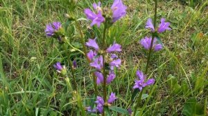 Колокольчик скученный (Сборный). Очень привлекательное растение.