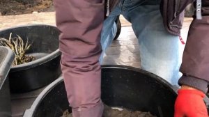 Деление и посадка нимфеи весной.  Как размножить кувшинку. Из одной делаем три.