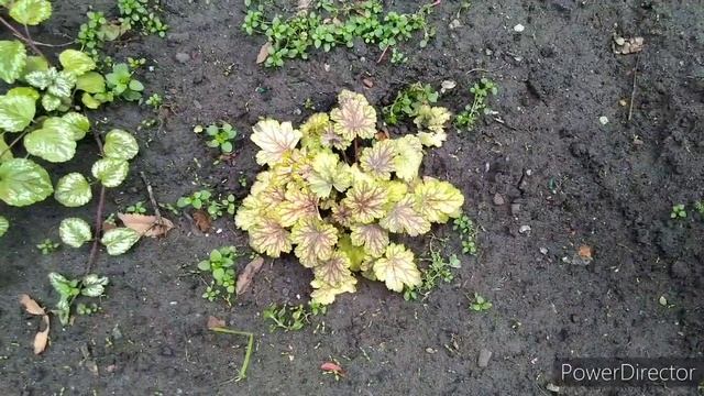 НОВИЧКИ на клумбе под окном ????