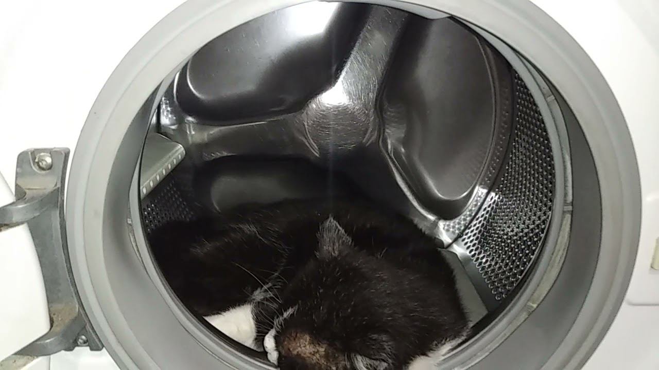 Эти забавные животные смотреть онлайн