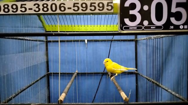 LELANG JUMAT BERKAH ! CUMA DISINI KENARI BERKUALITAS HARGA BERSAHABAT смотреть онлайн