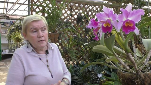 Каттлея (лат. Cattleya) Шикарно цветёт.