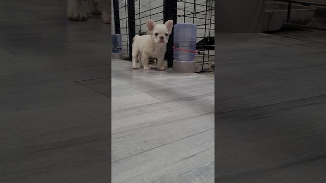 french bulldog fluffy ? смотреть онлайн