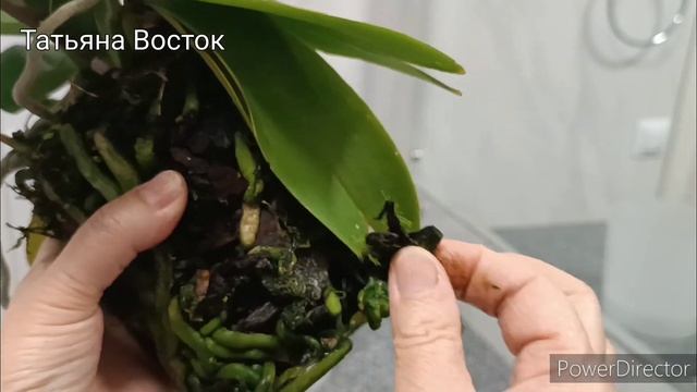 Причина пересадки цветущей орхидеи Ноттингем! Nottingham Orchid Transplant!