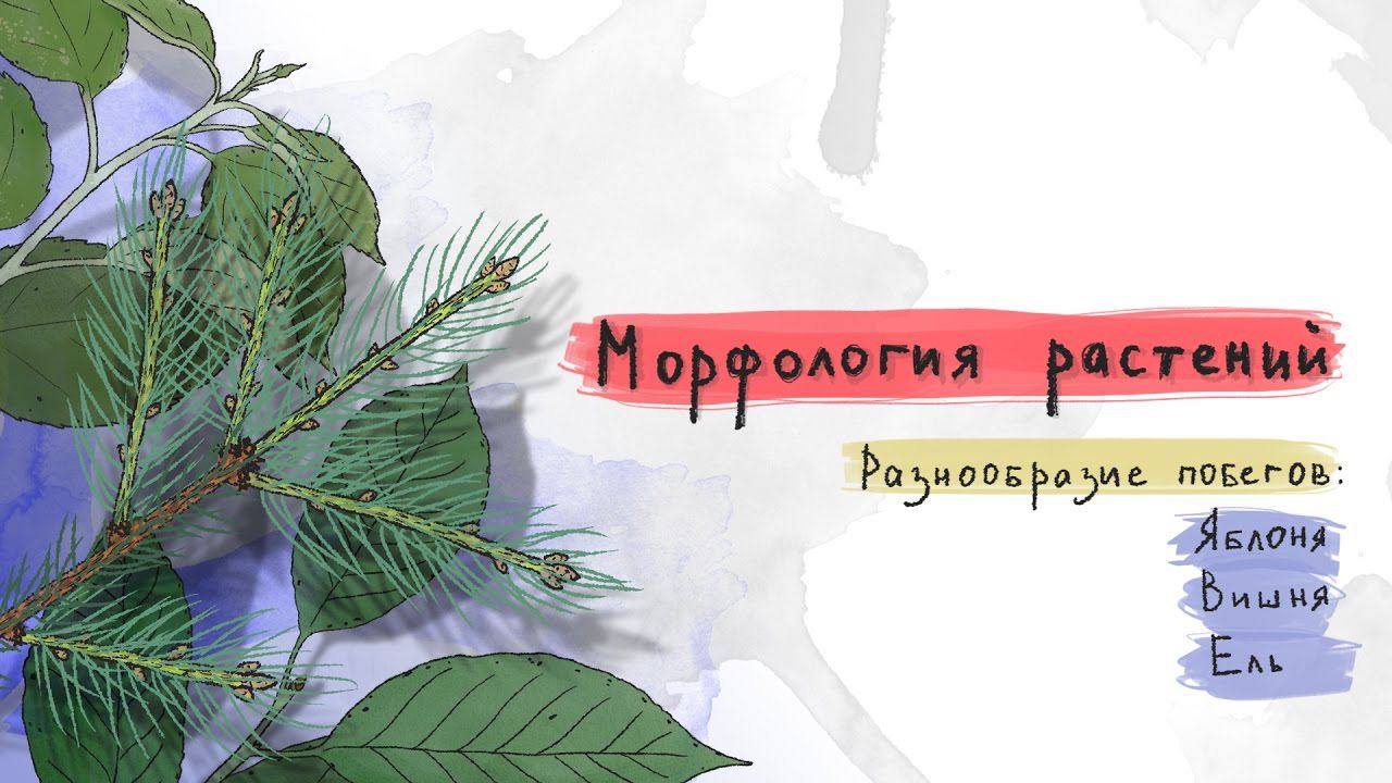4. Разнообразие побегов: яблоня, вишня, ель. Морфология растений - 5 - 6 класс смотреть онлайн