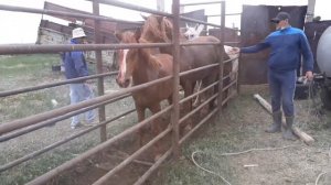 Обработка лошадей от клещей