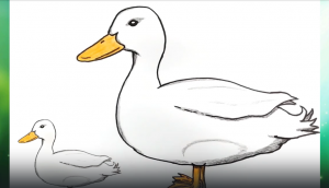 Как нарисовать Уточку