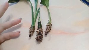 Наращивание корней у спатифиллума.продолжение следует...