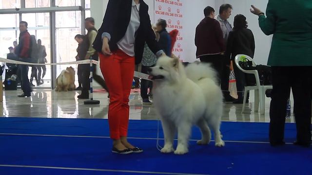 Международная выставка собак всех пород «Семиречье». Часть 6 смотреть онлайн