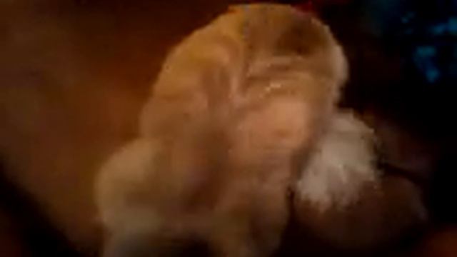 Pekingese w/ a attitude promblem смотреть онлайн