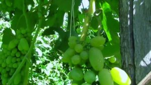 Виноград Тимур