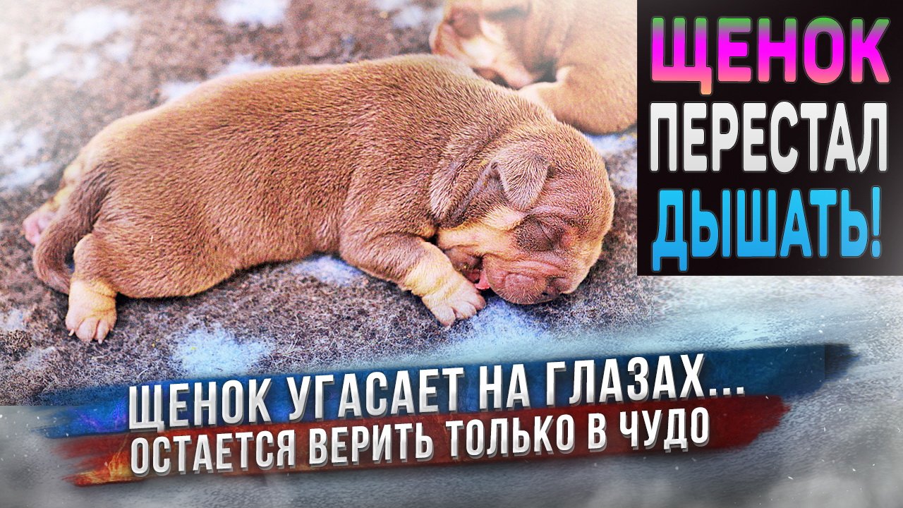 Щенок умирает... Мы плачем ? смотреть онлайн