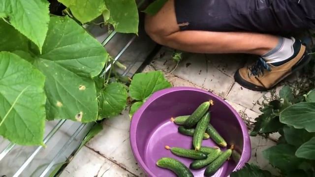 Почему ЗАВЯЗИ на огурцах НЕ РАСТУТ? смотреть онлайн