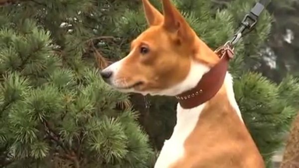 Басенджи. Басенджи Знакомство с породой.