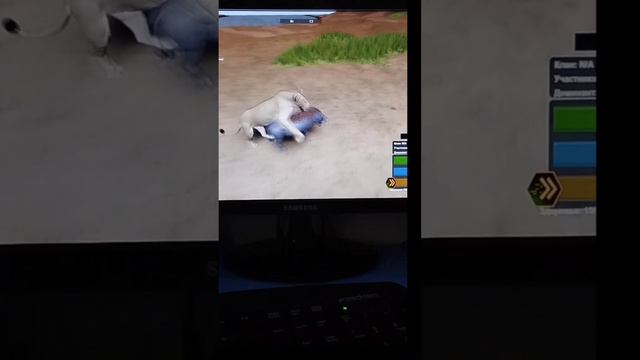 Wild savannah, lioness hunting warthog:Р roblox. #Wildsavannah #Roblox #Animal смотреть онлайн