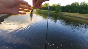 Монтаж Sbirolino. Моя бомбарда на окуня и уклейку.