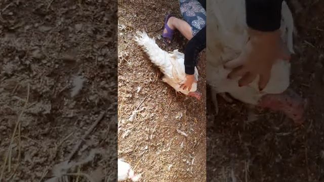 Драки индюков и их последствия смотреть онлайн