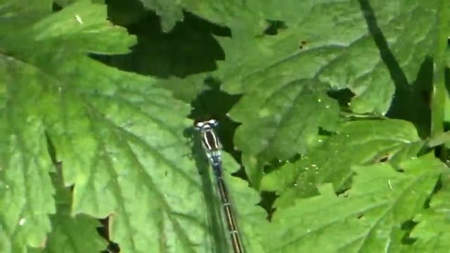 крупные стрекозы стрекоза насекомое смотреть онлайн