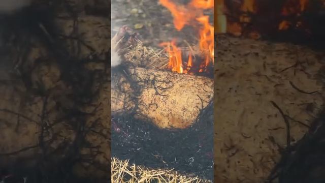 ОПАЛ СОЛОМОЙ