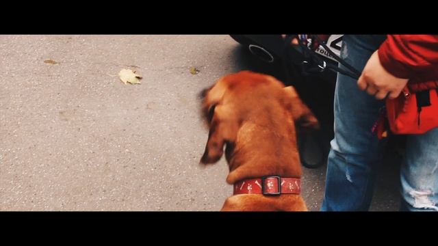 Собака в машине | DogTalk смотреть онлайн