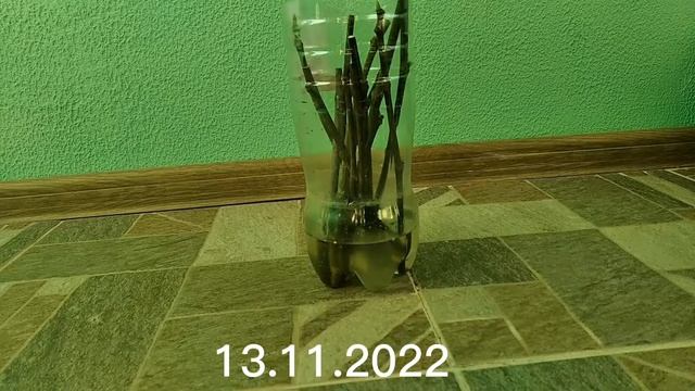 Інжир.Розмноження.Найпростіший спосіб смотреть онлайн