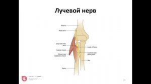 УЗИ локтевого сустава