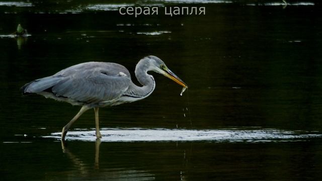 ЖДУ БОЛЬШУЮ БЕЛУЮ