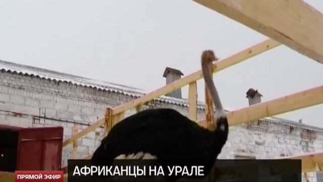 Елена Малышева выиграла 300 тысяч на страусиные яйца смотреть онлайн