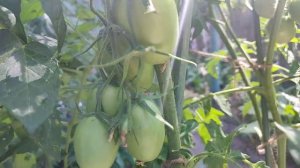 Урожайные сорта томатов для открытого грунта/Сорт Гаспачо/Обзор и отзыв