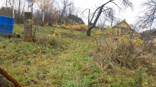 Чем опасен старый сад? Почему старые деревья стоит убирать с участка? смотреть онлайн