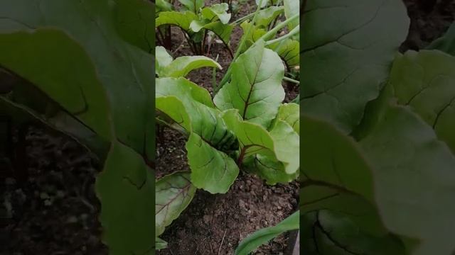 Свекла. Выращивание и уход