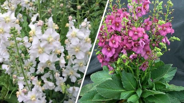 ПОСЕЙТЕ эти ЦВЕТЫ в ИЮНЕ! Они порадуют цветением в следующем году. смотреть онлайн