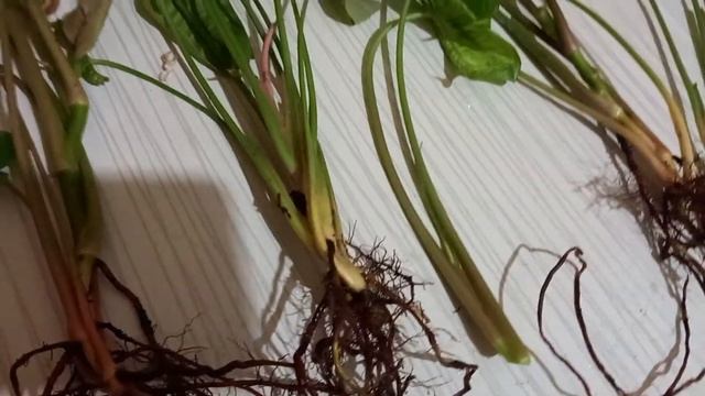 Сингониум 6 сортов,размножение. смотреть онлайн
