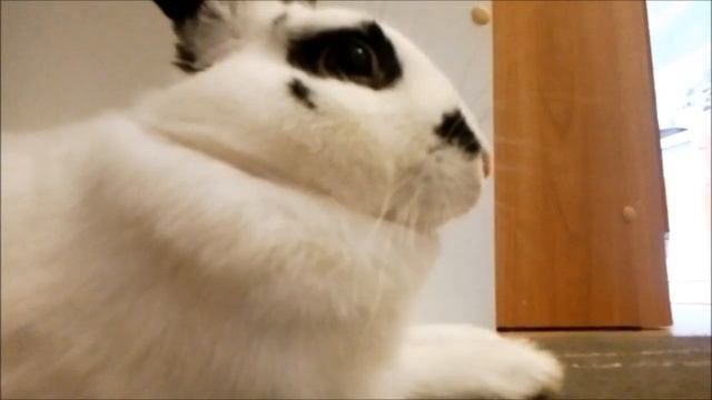 Мой декоративный кролик Крош:) смотреть онлайн