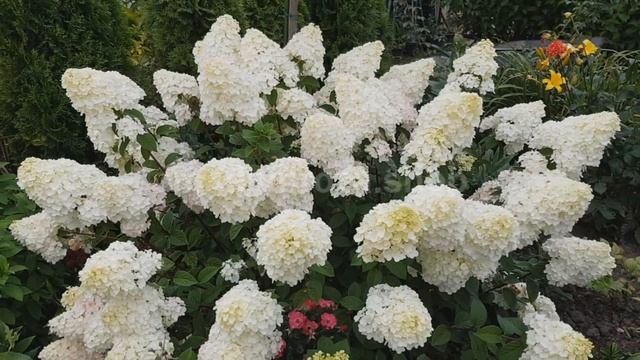 Обрезка метельчатой гортензии