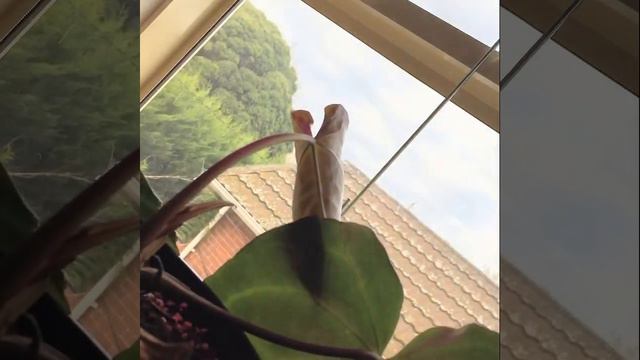 Day long time-lapse of new Anthurium Crystallinum leaf - look at that movement! смотреть онлайн