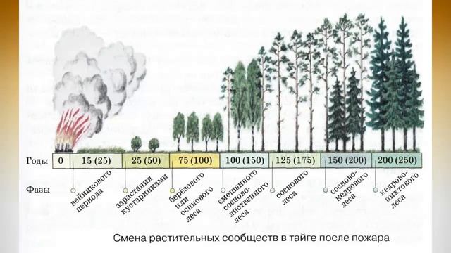 География 8 класс $42 Природные зоны Западно Сибирской равнины смотреть онлайн