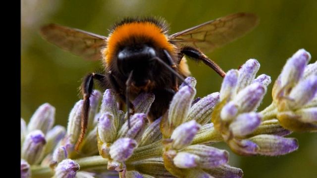 Canon 5D Classic - Colour смотреть онлайн