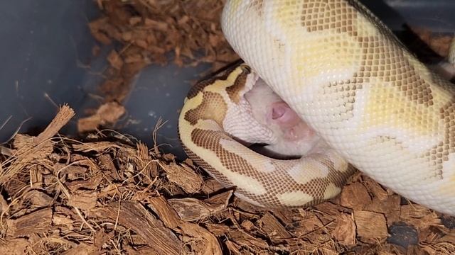 Python Wraps Up A Rat / Warning Live Feeding смотреть онлайн
