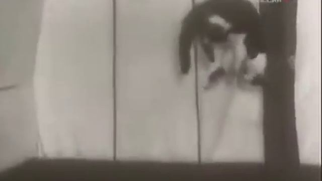 Кошки в невесомости