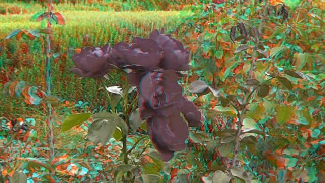 Amazing garden 3D anaglyph смотреть онлайн