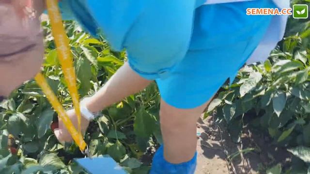 Экла F1 перец (Syngenta) плод в разрезе смотреть онлайн