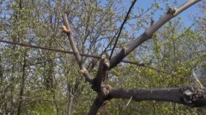 Какие заморозки выдерживает виноград весной?