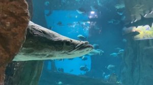 Москвариум на ВДНХ стоит ли его посещать  / океанариум в Москве / ВДНХ фонтан Дружбы народов