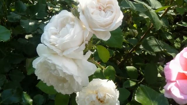 Прекрасные белые #розы. смотреть онлайн