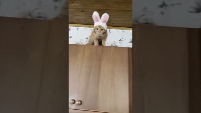 Зайчик Пиксель 😻 #кот #рыжийкот смотреть онлайн