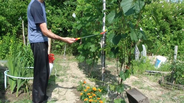 Виноград. Профилактика от мучнистой росы. смотреть онлайн