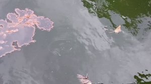 Ритуал чистка на Ивана Купала нашего колеса судьбы.