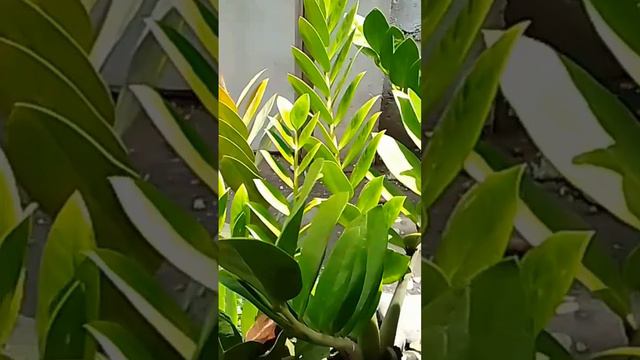 Amazing Welcome Plant #short #viral #plants смотреть онлайн