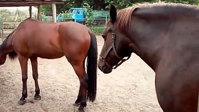 Породистые лошади / bloodstock смотреть онлайн